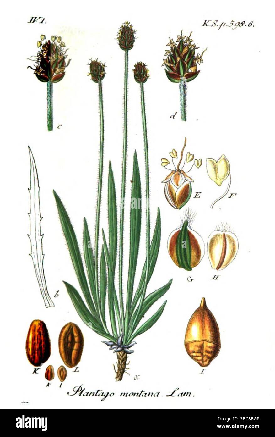 Plantago montana Kupferplatte aus Band 19 der deutschen Flora in Illustrationen aus der Natur mit Beschreibungen von Jacob Sturm, veröffentlicht in Nürnberg 1843 Stockfoto