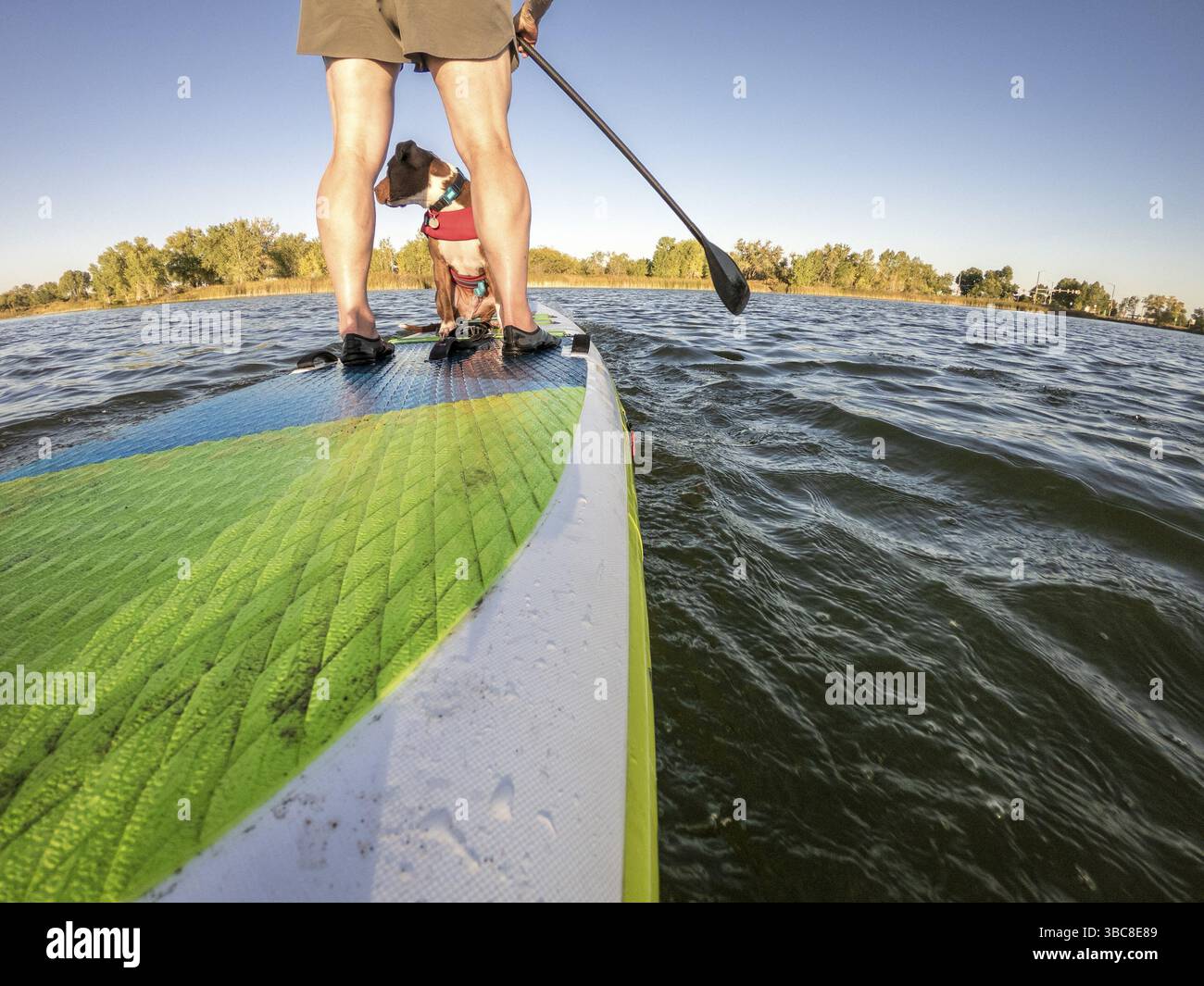 Paddeln aufblasbares Stand-Up-Paddleboard mit einem Pitbull-Hund auf dem See in Colorado, POV von einer Action-Kamera Stockfoto