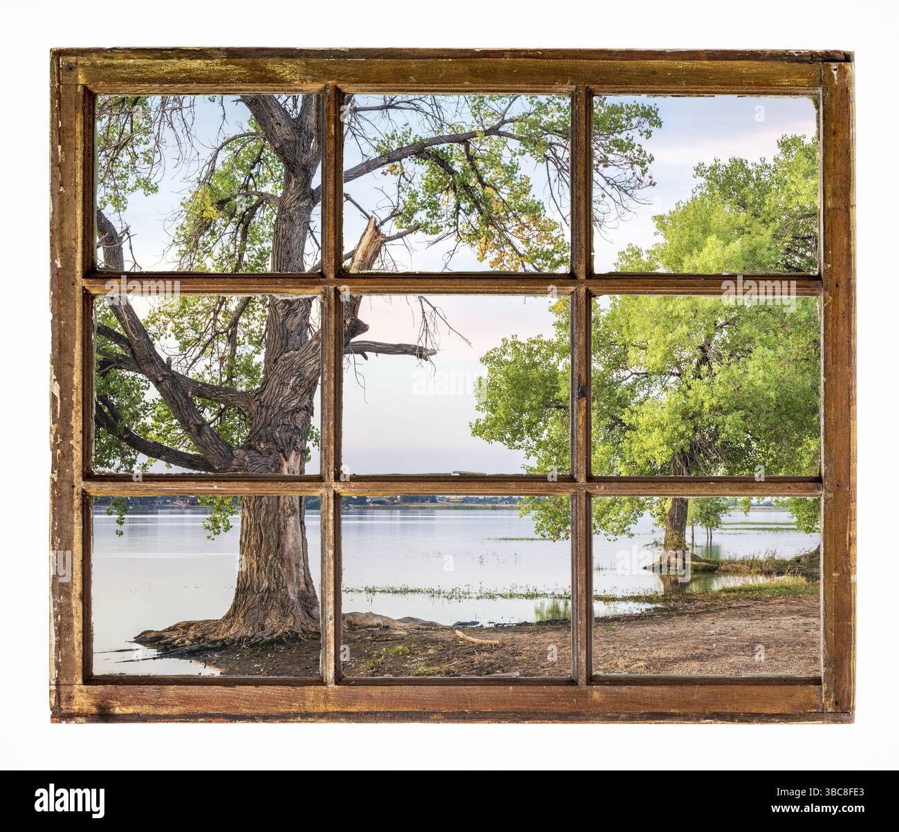 Cottonwood-Baum an einem Seestrand, vom alten Kabinenfenster aus gesehen Stockfoto