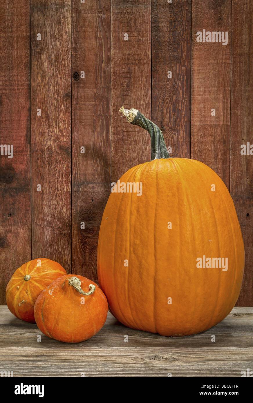 Pumkin und hubbard winterquetschen gegen rustikales Scheunenholz Stockfoto