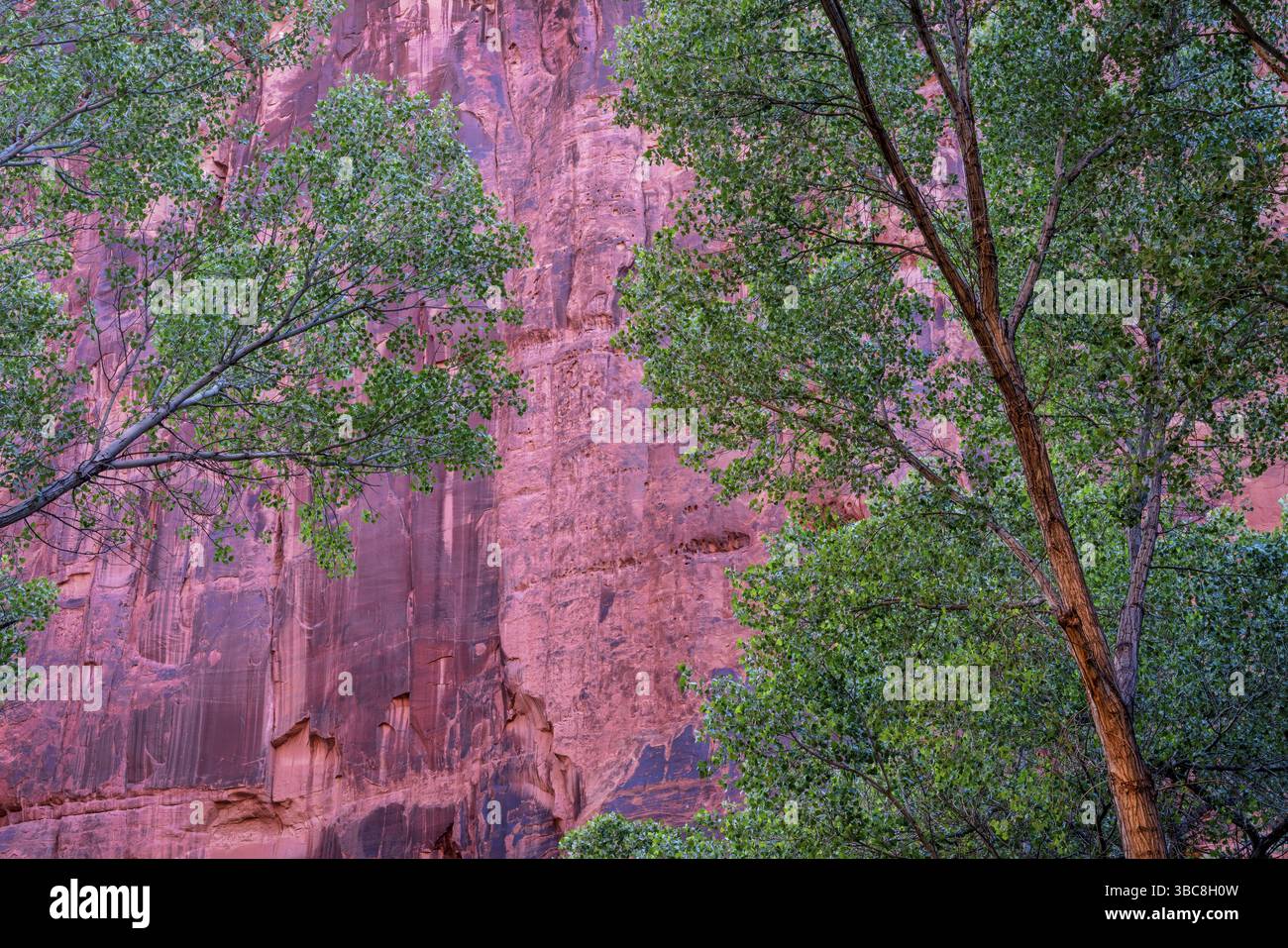 Grüne Gottonwood-Bäume gegen Sandton Canyon Wand Stockfoto