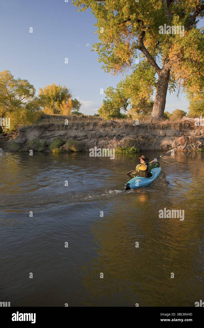 Kajak (fünfundfünfzig Jahre alt männlich) paddelt mit einem blauen Plastikkajak auf einem kleinen Fluss in herbstlicher Landschaft, dem Saint Vrain Creek im Osten von Colora Stockfoto