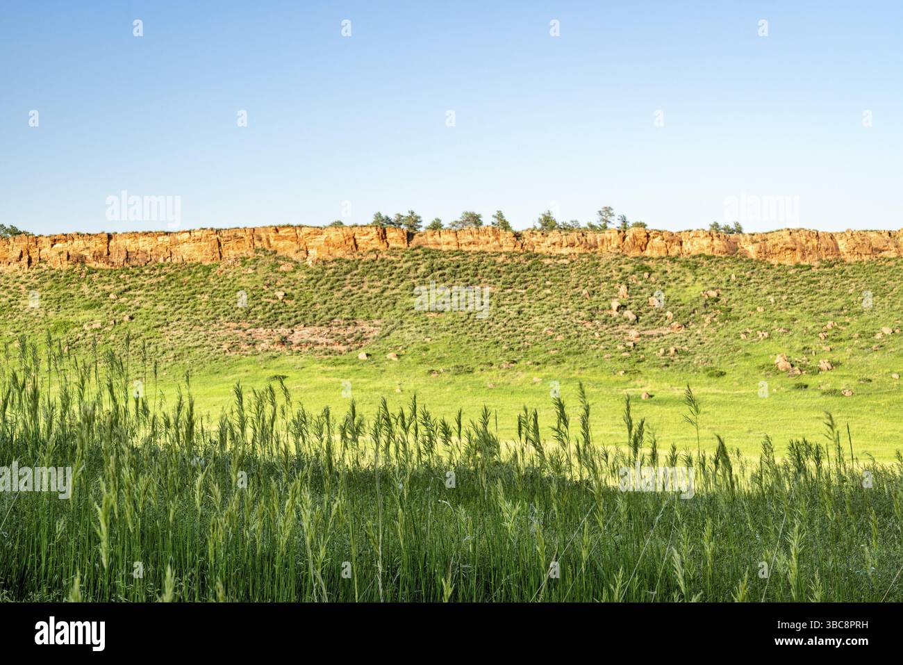 Hohes Gras in den Ausläufern von Colorado – im späten Frühling oder Frühsommer im Lory State Park Stockfoto