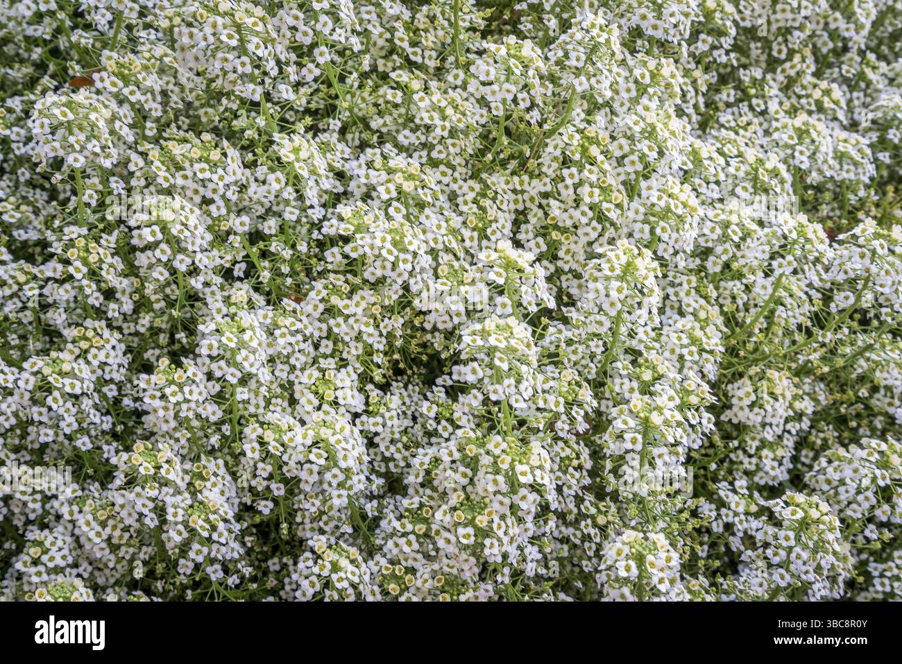 Süße gelbe Lobularia im Garten - blühender Pflanzenhintergrund Stockfoto