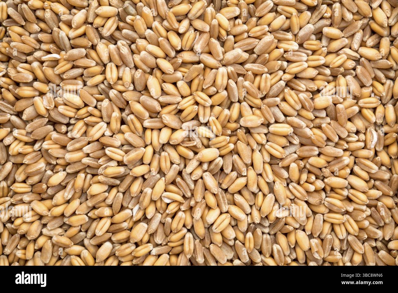 Hintergrund des harten roten Winterweizenkörns Stockfoto