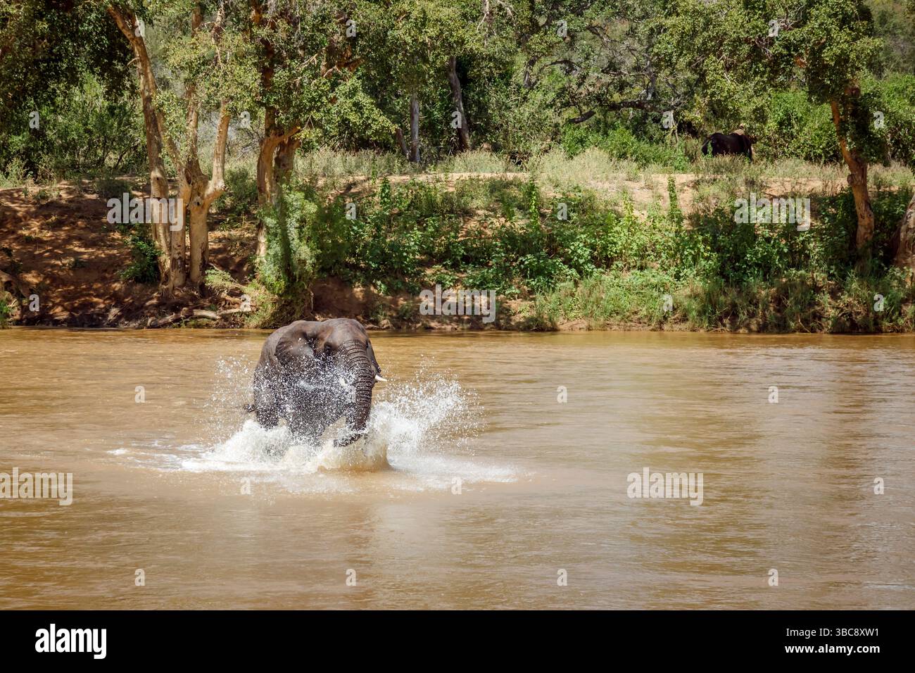 Afrikanischer Buschelefant läuft und plätschert über den Fluss im Kruger-Nationalpark, Südafrika; Specie Loxodonta africana Familie der Elephantidae Stockfoto