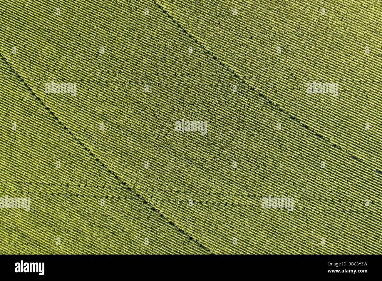 Aus der Vogelperspektive des Maisfeldes mit Fußabdruck von Traktor und Sprinklern im Osten von Colorado Stockfoto