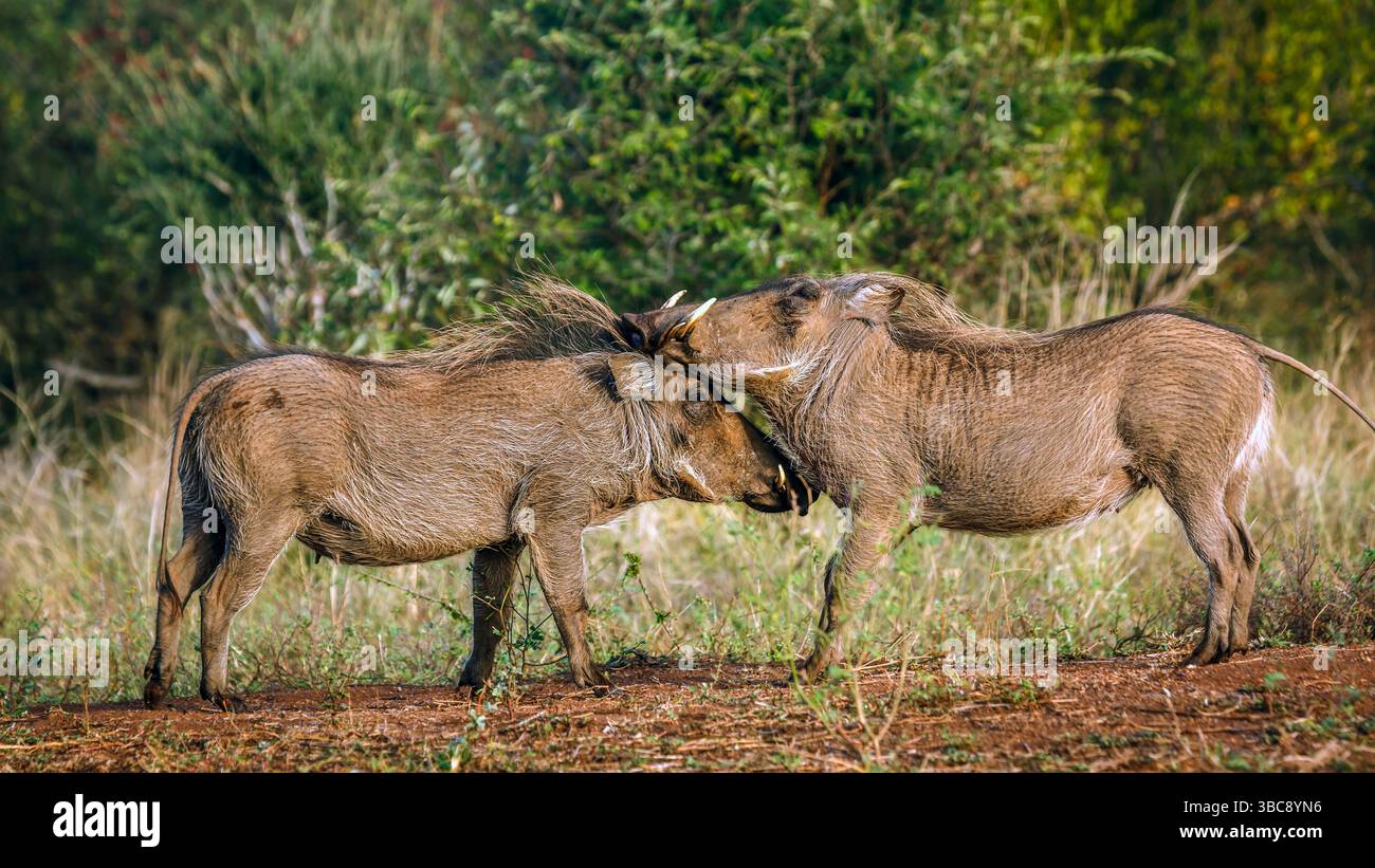 Zwei gewöhnliche Warzenschweine kämpfen von Angesicht zu Angesicht im Greater Kruger National Park, Südafrika; Specie Phacochoerus africanus Familie der Suidae Stockfoto