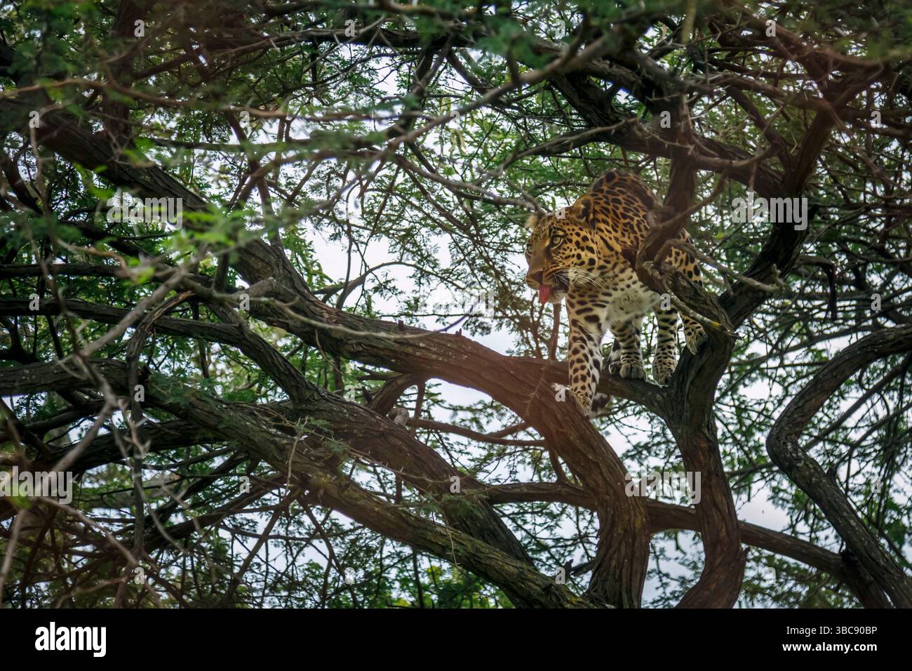 Leopardenspaziergang in einem Baum im Kruger-Nationalpark, Südafrika; Specie Panthera pardus Familie von Felidae Stockfoto