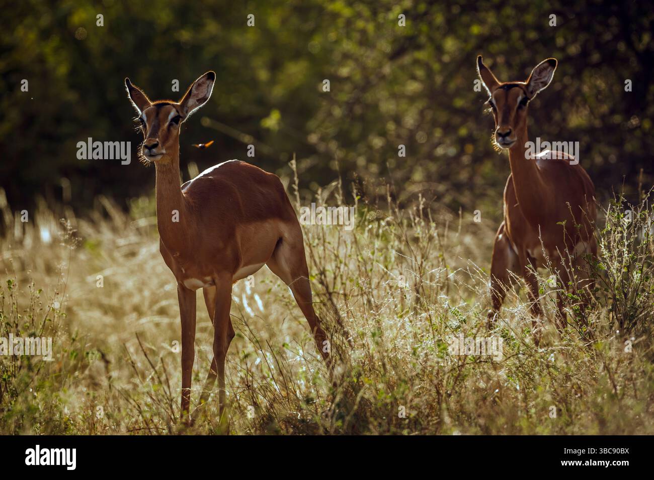 Zwei Common Impala weibliche Frontansicht im Kruger-Nationalpark, Südafrika; Specie Aepyceros melampus Familie der Bovidae Stockfoto