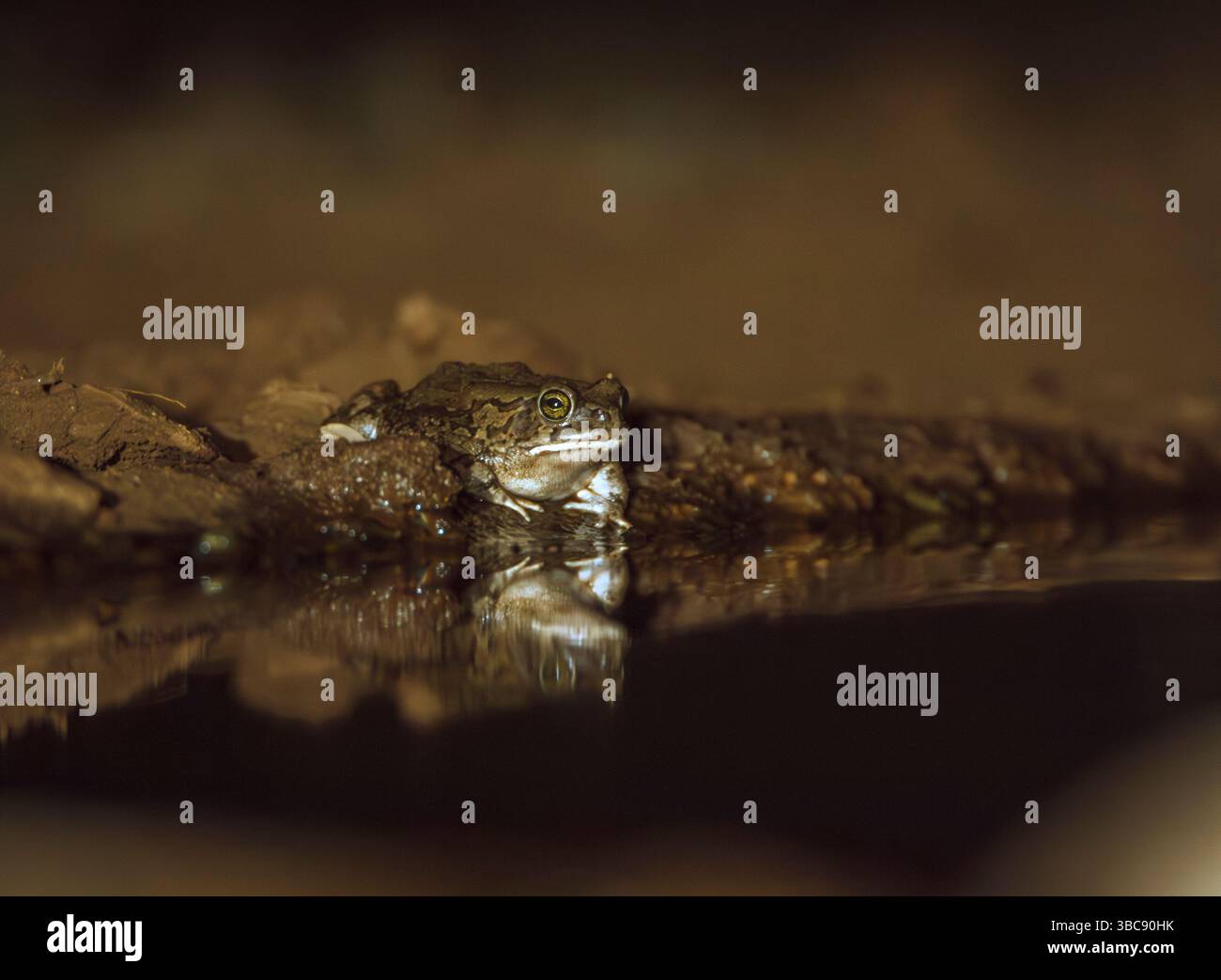 Östliche Olivenkröte am Wasserloch bei Nacht im Greater Kruger National Park, Südafrika; Specie Sclerophrys garmani Familie der Bufonidae Stockfoto