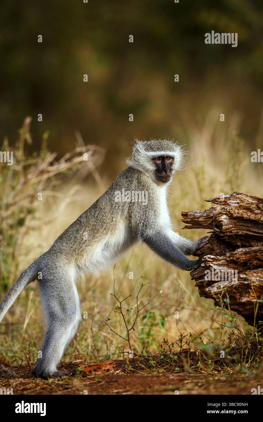 Vervet Affe, der im Kruger-Nationalpark in Südafrika vor der Kamera steht; Specie Chlorocebus pygerythrus-Familie der Cercopithecidae Stockfoto