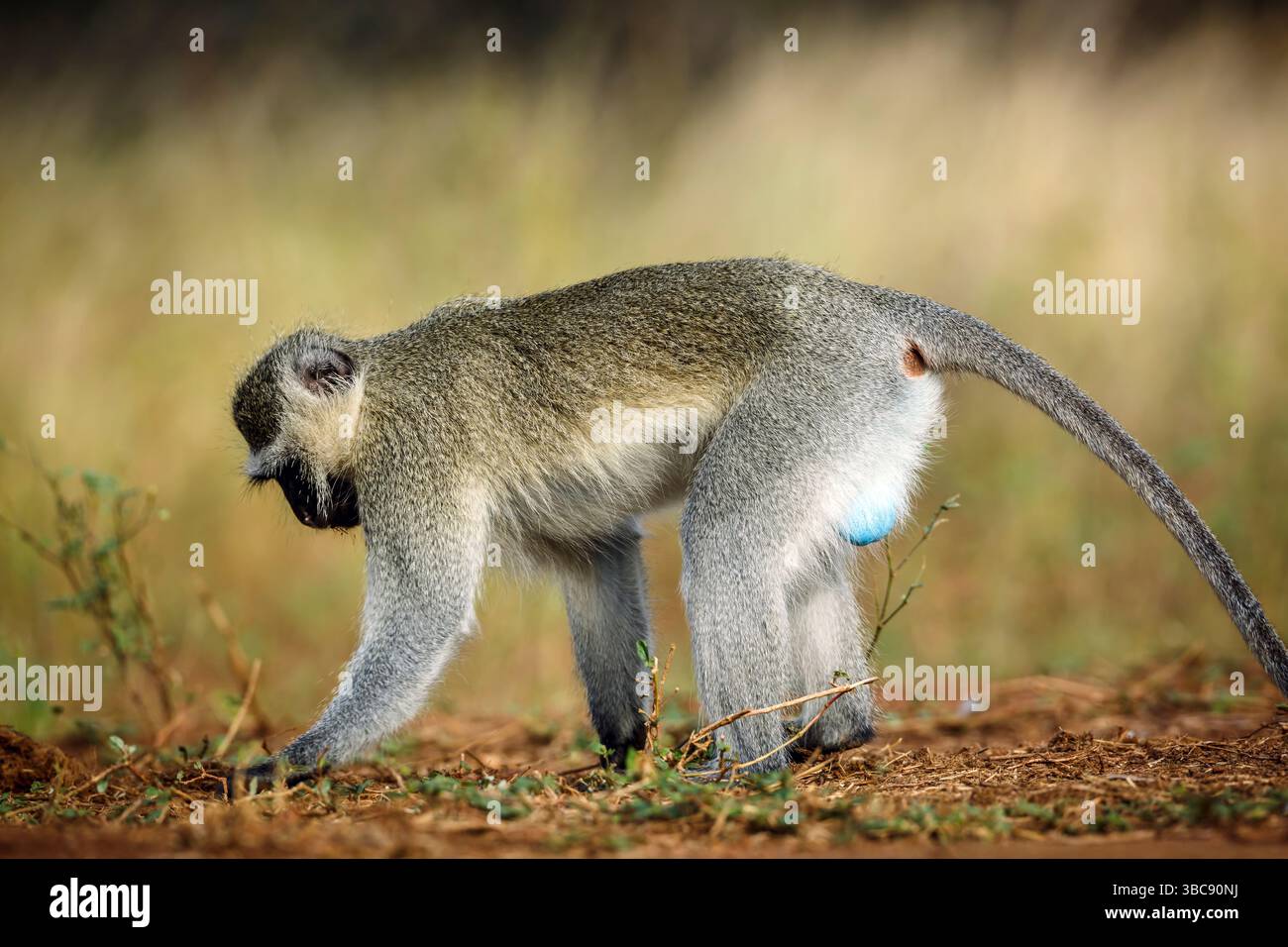 Vervet-Affenmännchen auf der Suche nach Samen am Boden im Kruger-Nationalpark, Südafrika; Specie Chlorocebus pygerythrus-Familie der Cercopithecidae Stockfoto