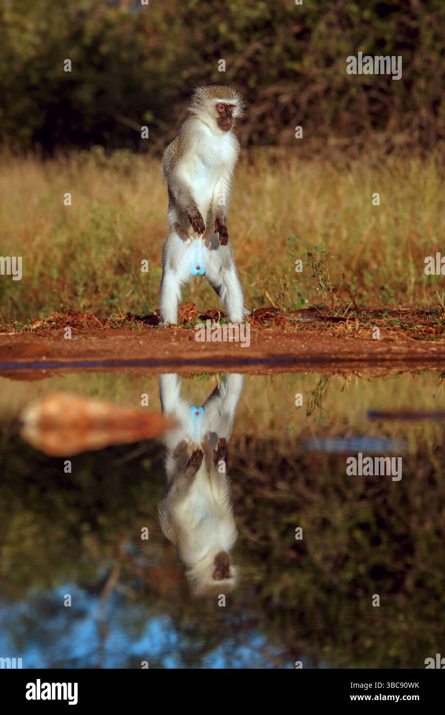 Vervet Affe, der entlang des Wasserlochs mit Reflexion im Kruger-Nationalpark, Südafrika, aufsteht; Specie Chlorocebus pygerythrus-Familie aus Cercopithec Stockfoto