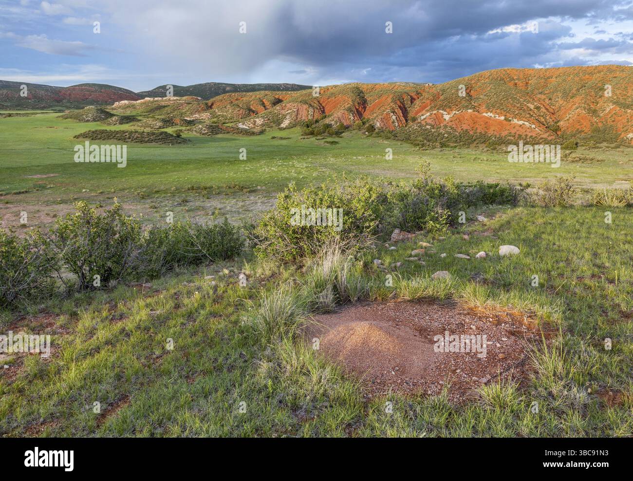 Colorado Mountain Ranch im Frühsommer mit Ameise Kegel nisten - Red Mountain Open Space in der Nähe von Fort Collins Stockfoto