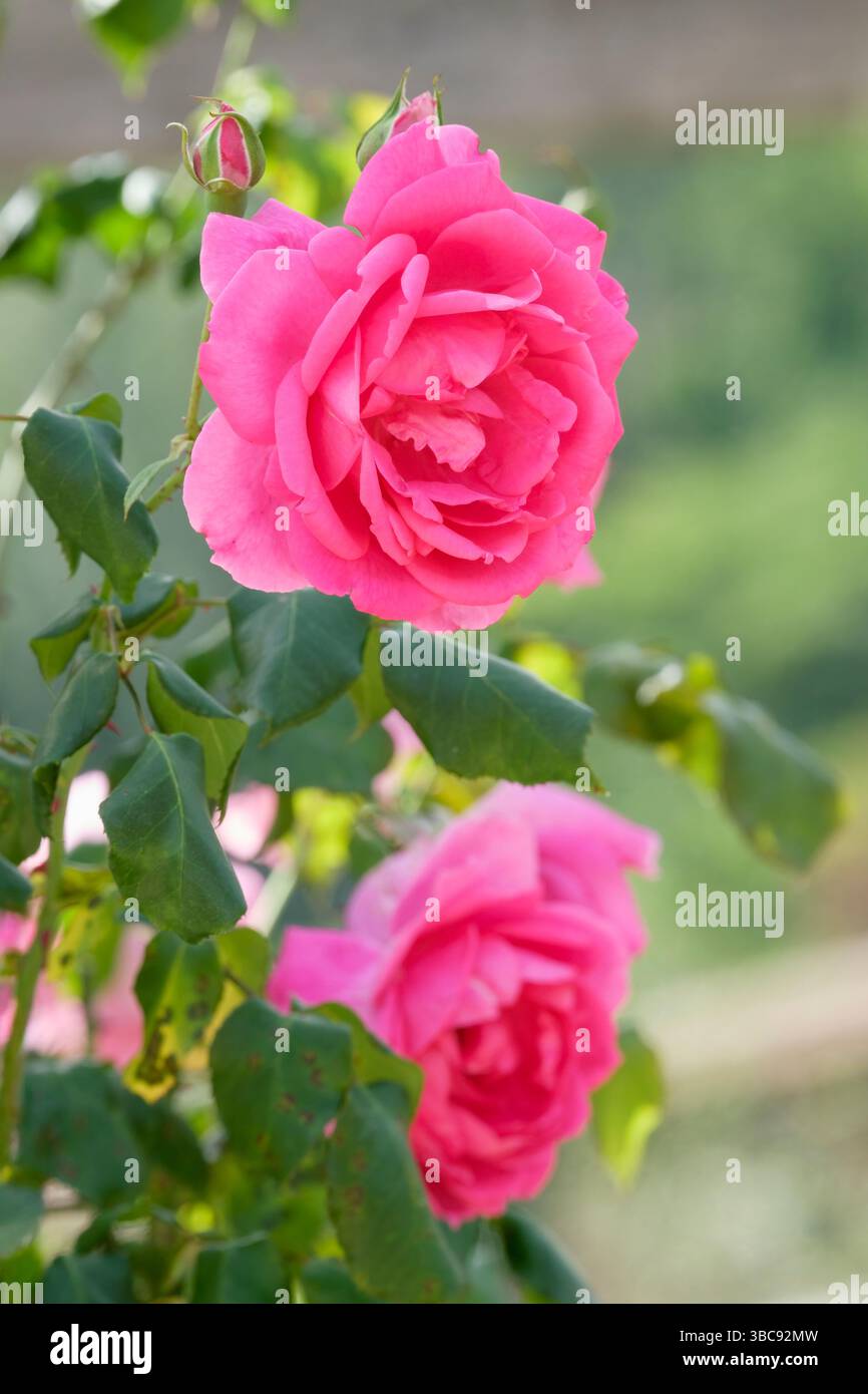 Rosa Parade, Rose Parade, moderner Kletterer, rosafarbene Blüten Stockfoto