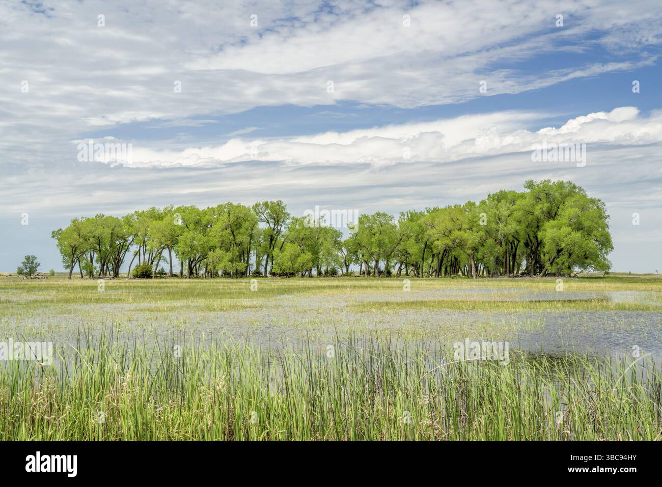 Überschwemmte Felder und tree Grove in einem Tal von Elkhorn River in Nebraksa Sandhills Stockfoto