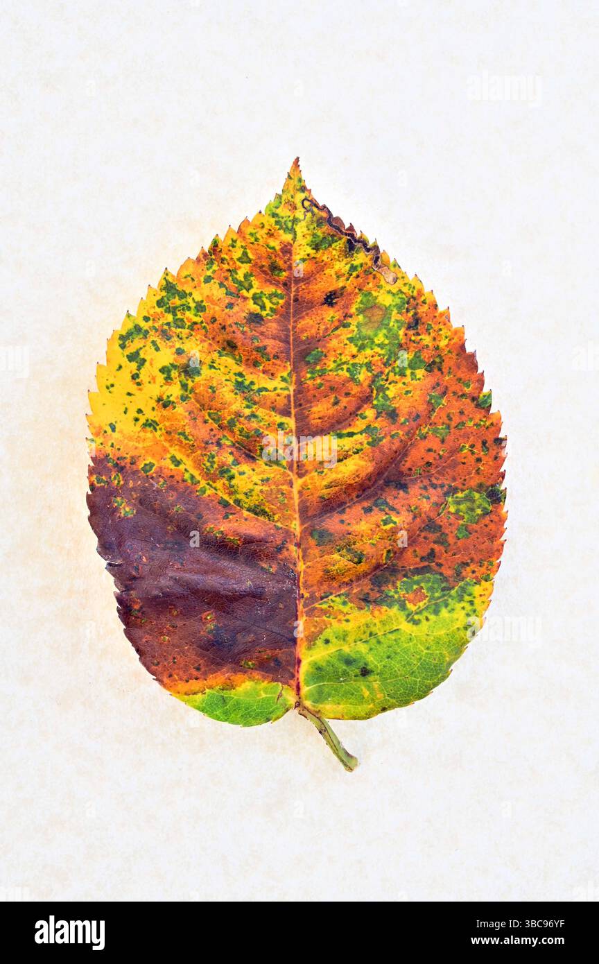 Einzelnes herbstliches Rosenblatt mit grün-gelben und braunen Markierungen auf glattem Hintergrund Stockfoto