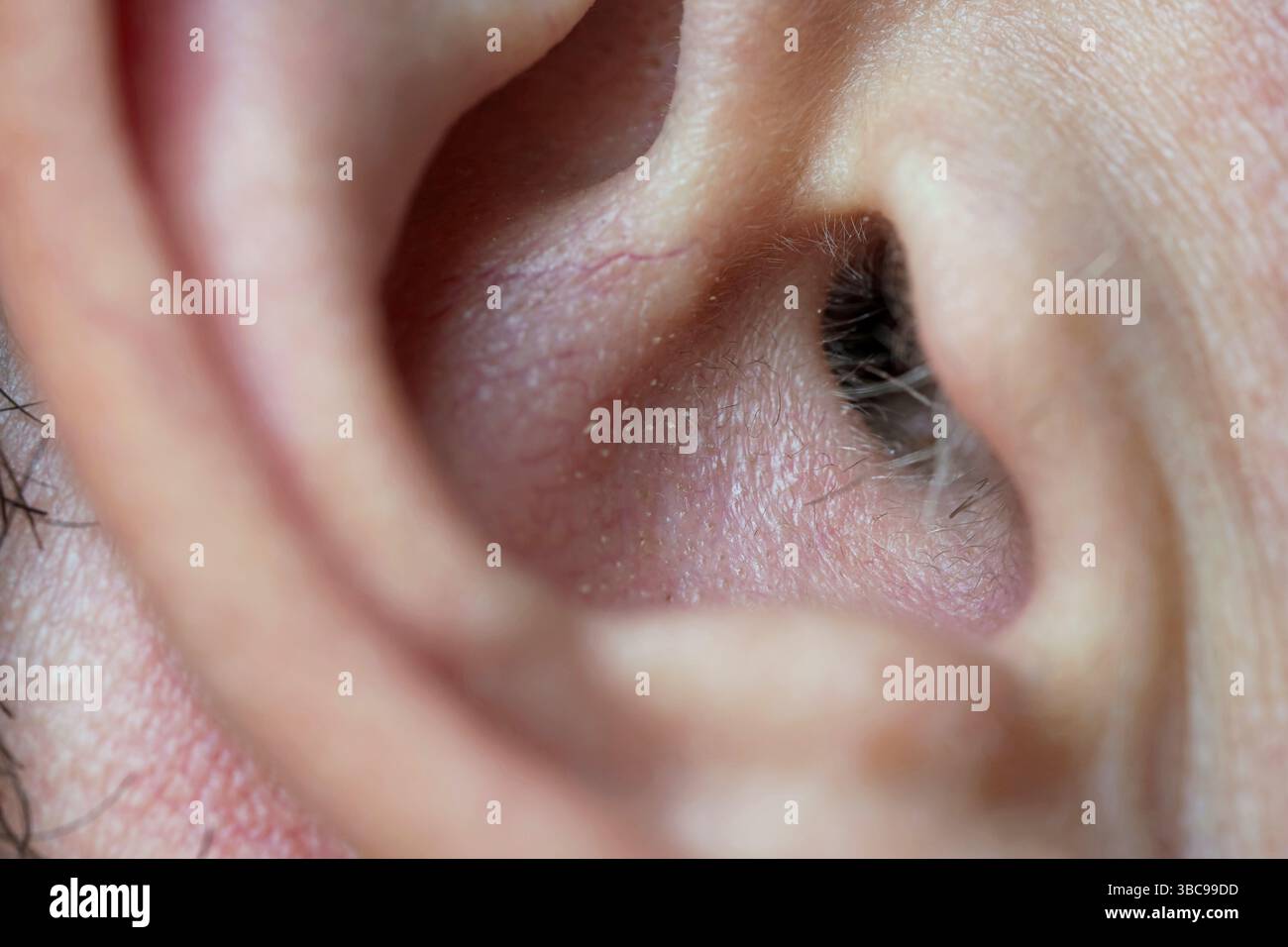 Kaukasisches männliches Ohr Nahaufnahme Makroaufnahme. Stockfoto