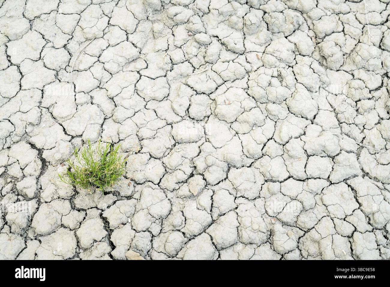Hintergrund des trockenen und zerrissenen Wüstenbodens mit einer grünen Pflanze in Book Cliffs Area im Osten Utahs Stockfoto