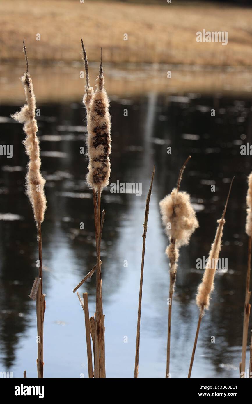 Bräunliche Spitzen von Welpen in Form von Würstchen am Ufer eines Quellteichs in vertikaler Ausrichtung Stockfoto