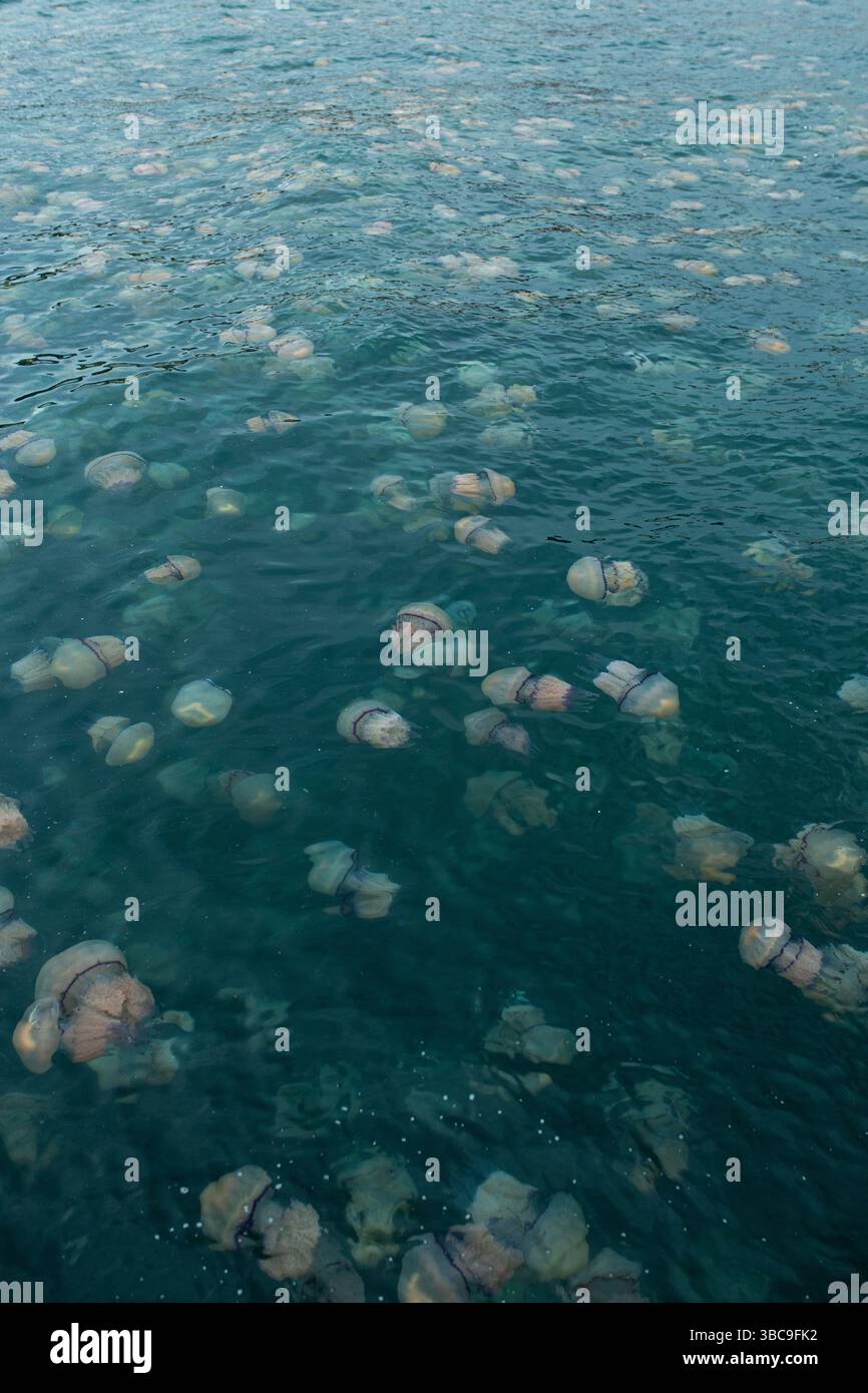 Zahlreiche Rhizostoma Pulmo Quallen schweben in klarem, plätscherndem Wasser und zeigen verschiedene Größen und Formen. Stockfoto