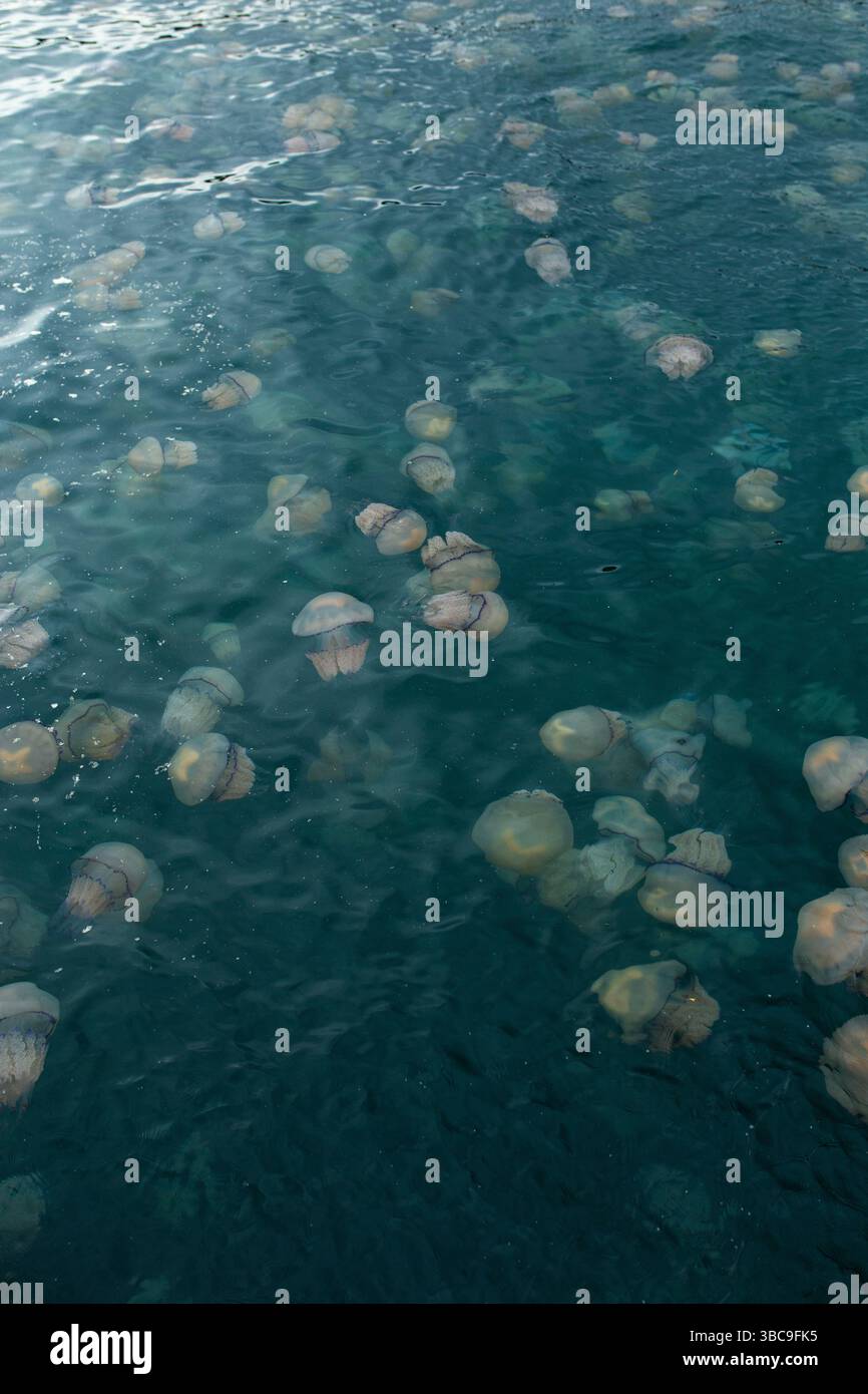 Zahlreiche Rhizostoma Pulmo Quallen schweben in klarem, plätscherndem Wasser und zeigen verschiedene Größen und Formen. Stockfoto