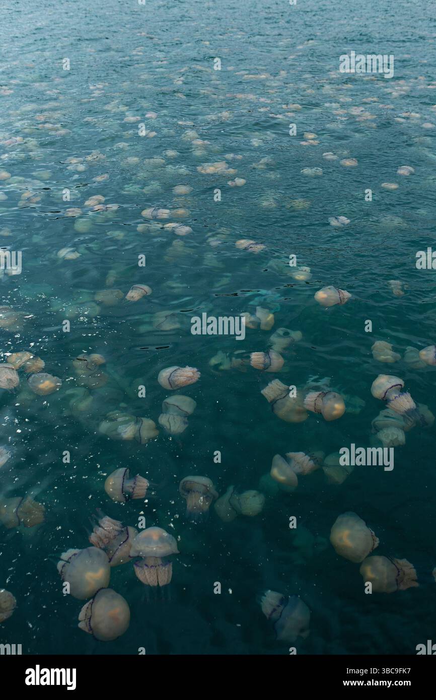 Zahlreiche Rhizostoma Pulmo Quallen schweben in klarem, plätscherndem Wasser und zeigen verschiedene Größen und Formen. Stockfoto