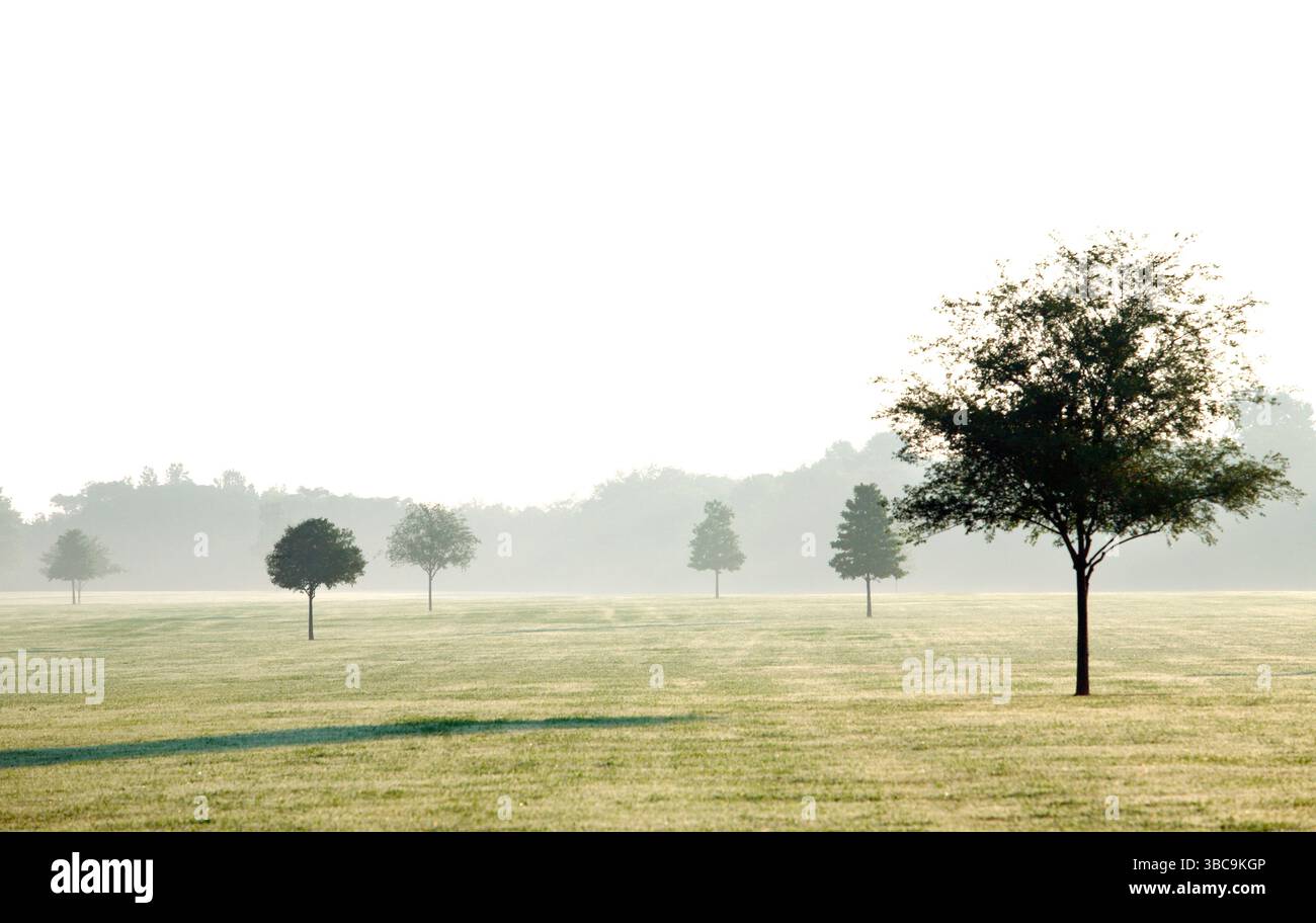 Bäume stehen auf einem Feld aus Gras und Tau, während die Sonne durch den Morgennebel scheint. Stockfoto Bäume stehen auf einem Feld aus Gras und Tau, während die Sonne durch den Morgennebel scheint. Stockfoto