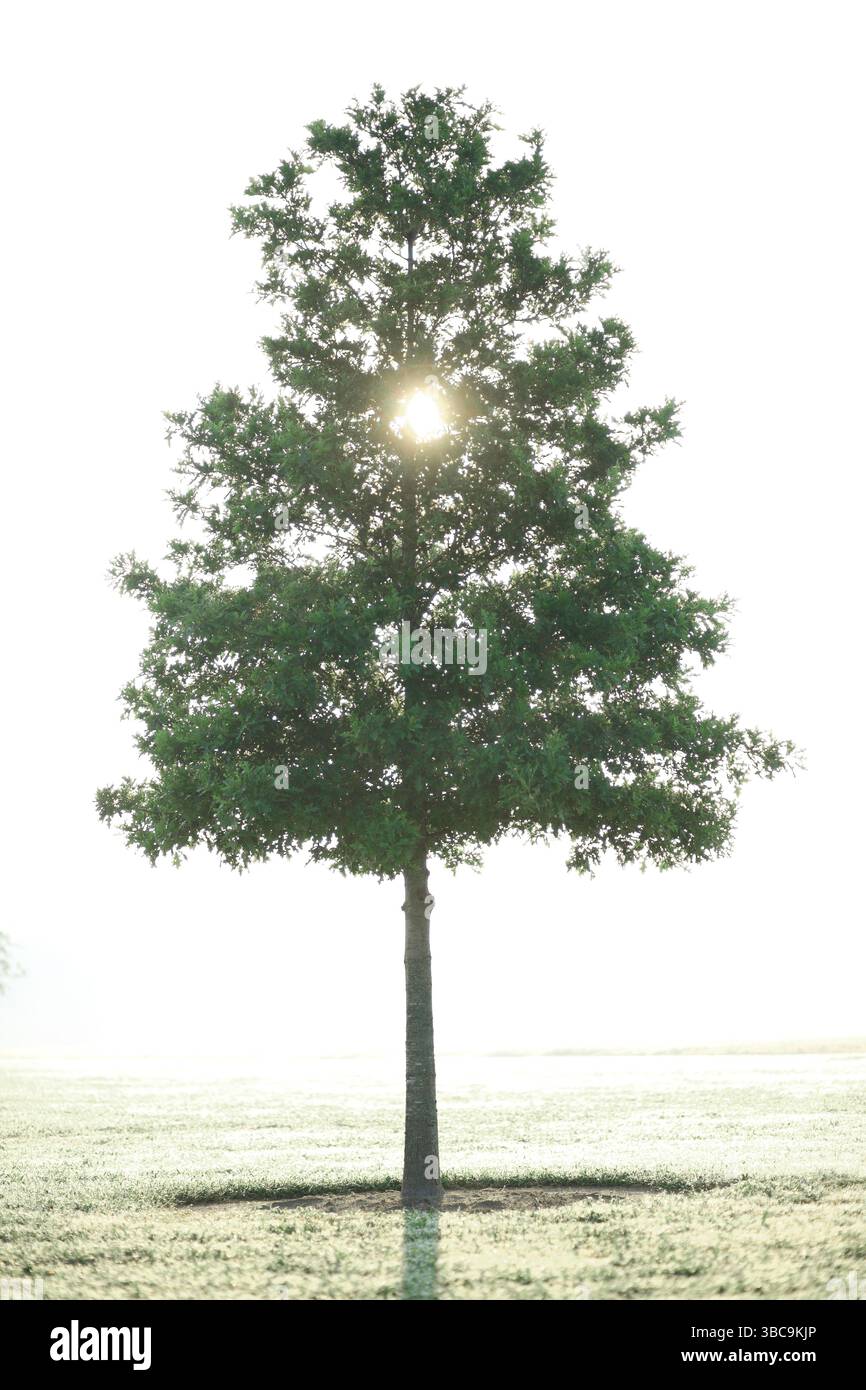 Die Sonne scheint durch die Blätter eines einzelnen Baumes auf einem Feld. Stockfoto Die Sonne scheint durch die Blätter eines einzelnen Baumes auf einem Feld. Stockfoto