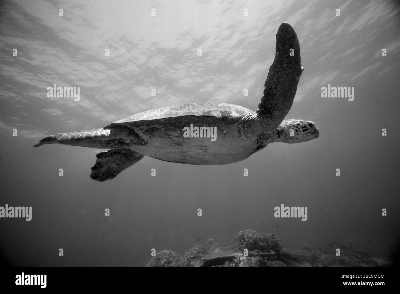 Meeresschildkröte schwimmt unter Wasser in der Nähe von Lady Elliot Island im Great Barrier Reef, Australien Stockfoto