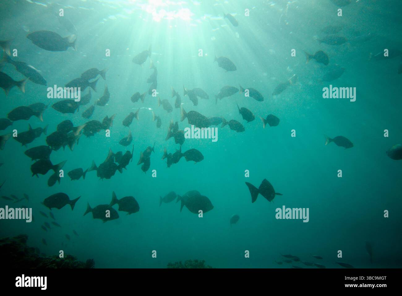 Fischschwärme in der Nähe von Lady Elliot Island im Great Barrier Reef, Australien Stockfoto