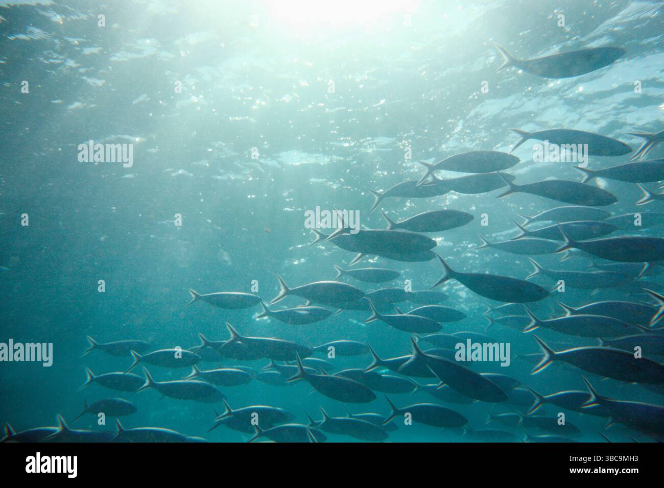 Fischschwärme in der Nähe von Lady Elliot Island im Great Barrier Reef, Australien Stockfoto