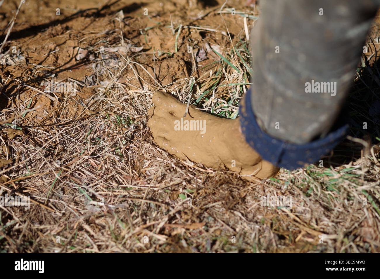 Bauern, die im Schlamm graben, um Reisfelder zu kreieren. Stockfoto