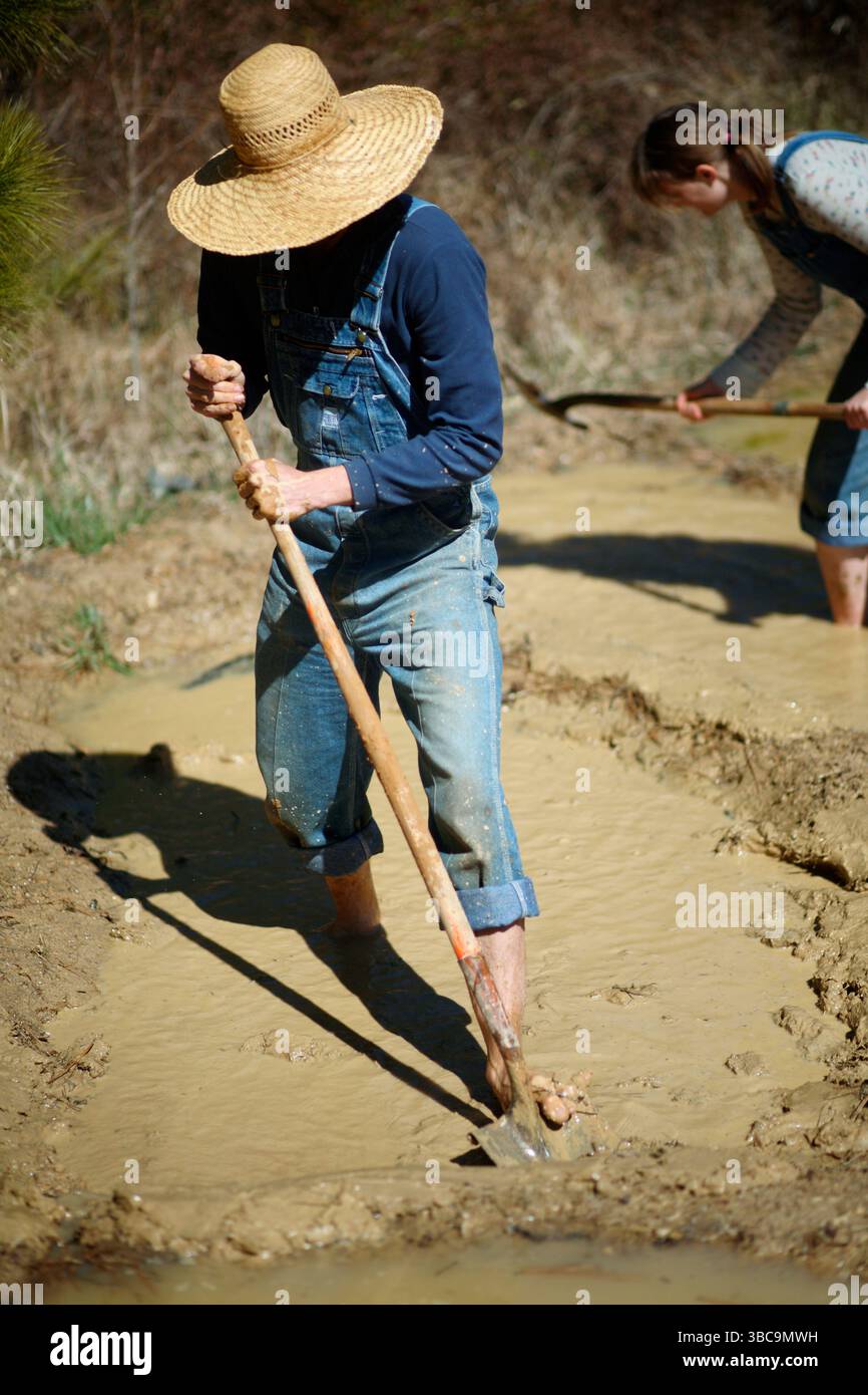 Bauern, die im Schlamm graben, um Reisfelder zu kreieren. Stockfoto
