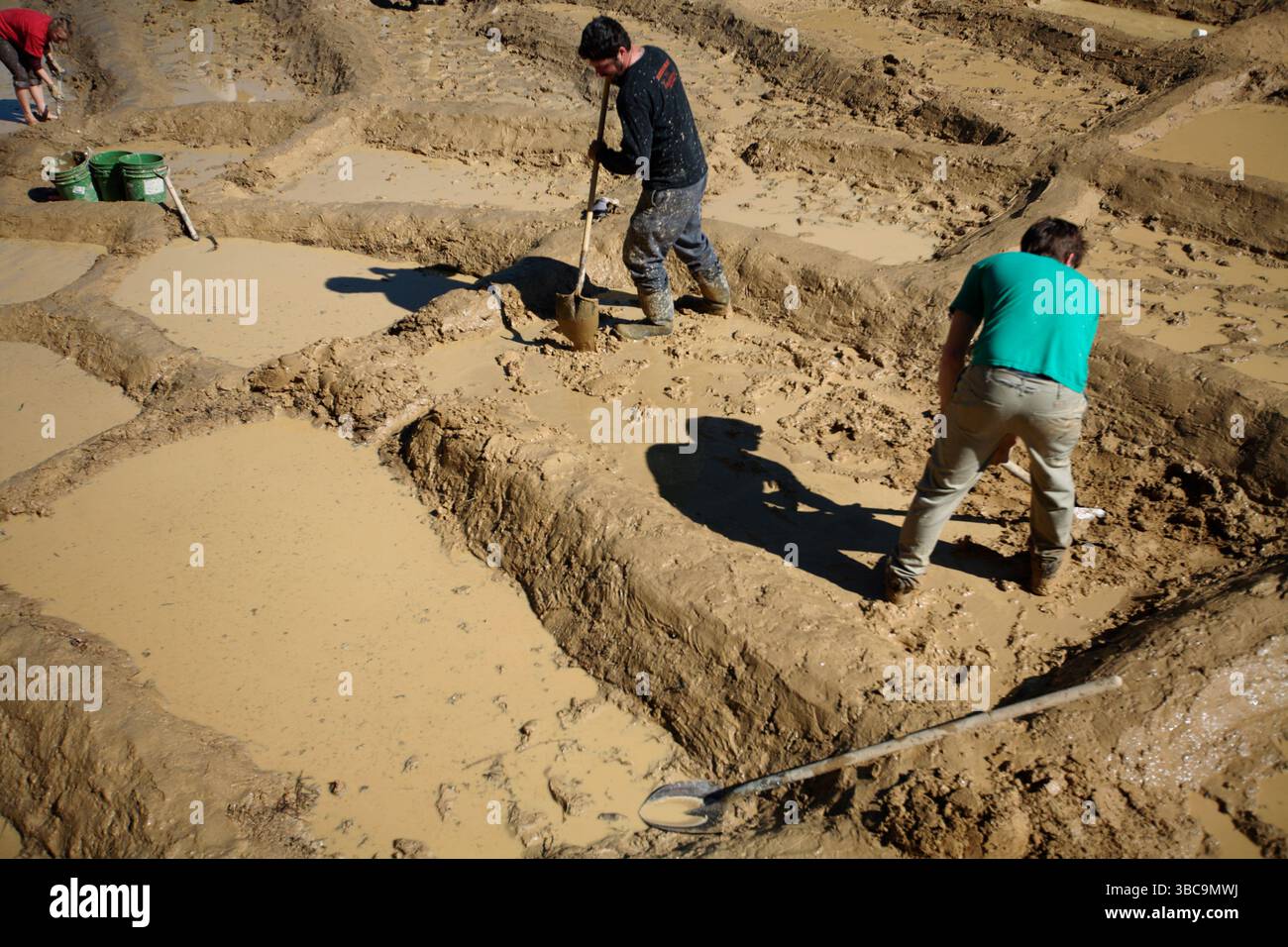 Bauern, die im Schlamm graben, um Reisfelder zu kreieren. Stockfoto