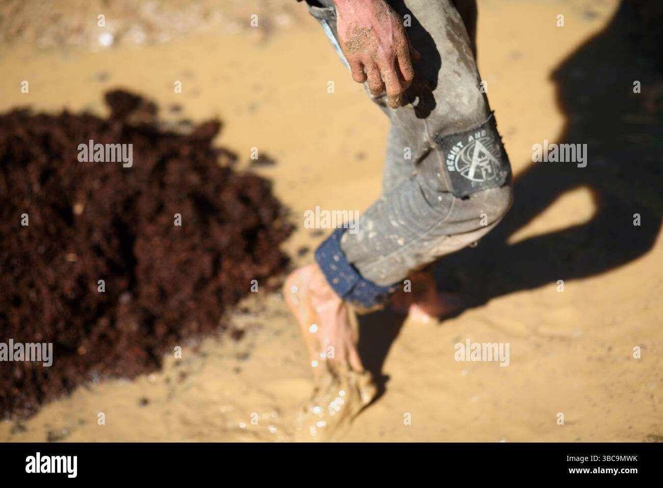 Bauern, die im Schlamm graben, um Reisfelder zu kreieren. Stockfoto