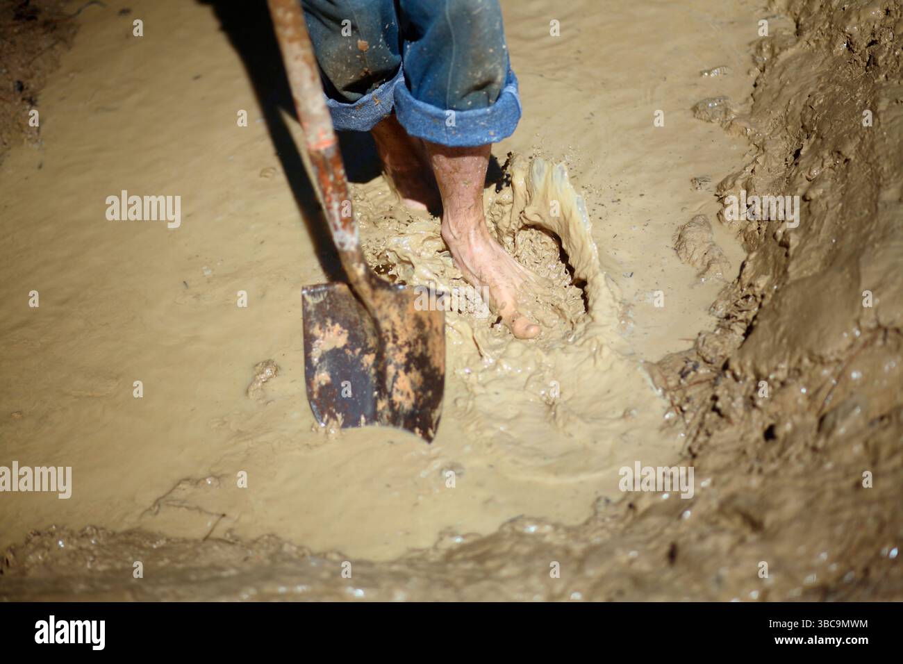 Bauern, die im Schlamm graben, um Reisfelder zu kreieren. Stockfoto