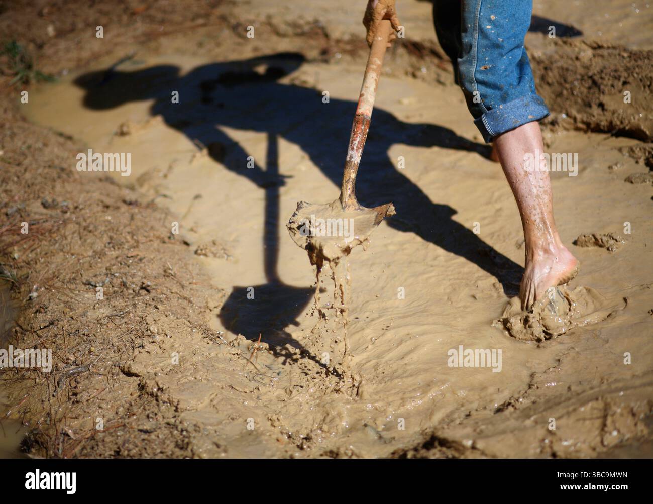 Bauern, die im Schlamm graben, um Reisfelder zu kreieren. Stockfoto