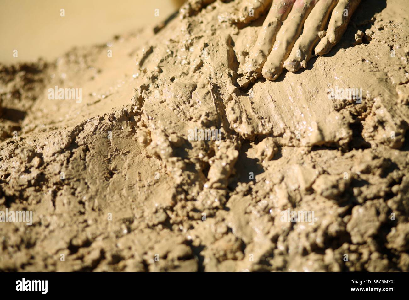 Bauern, die im Schlamm graben, um Reisfelder zu kreieren. Stockfoto