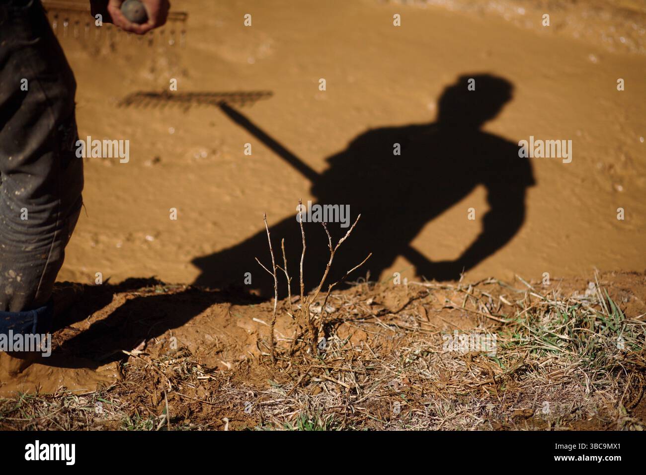 Bauern, die im Schlamm graben, um Reisfelder zu kreieren. Stockfoto