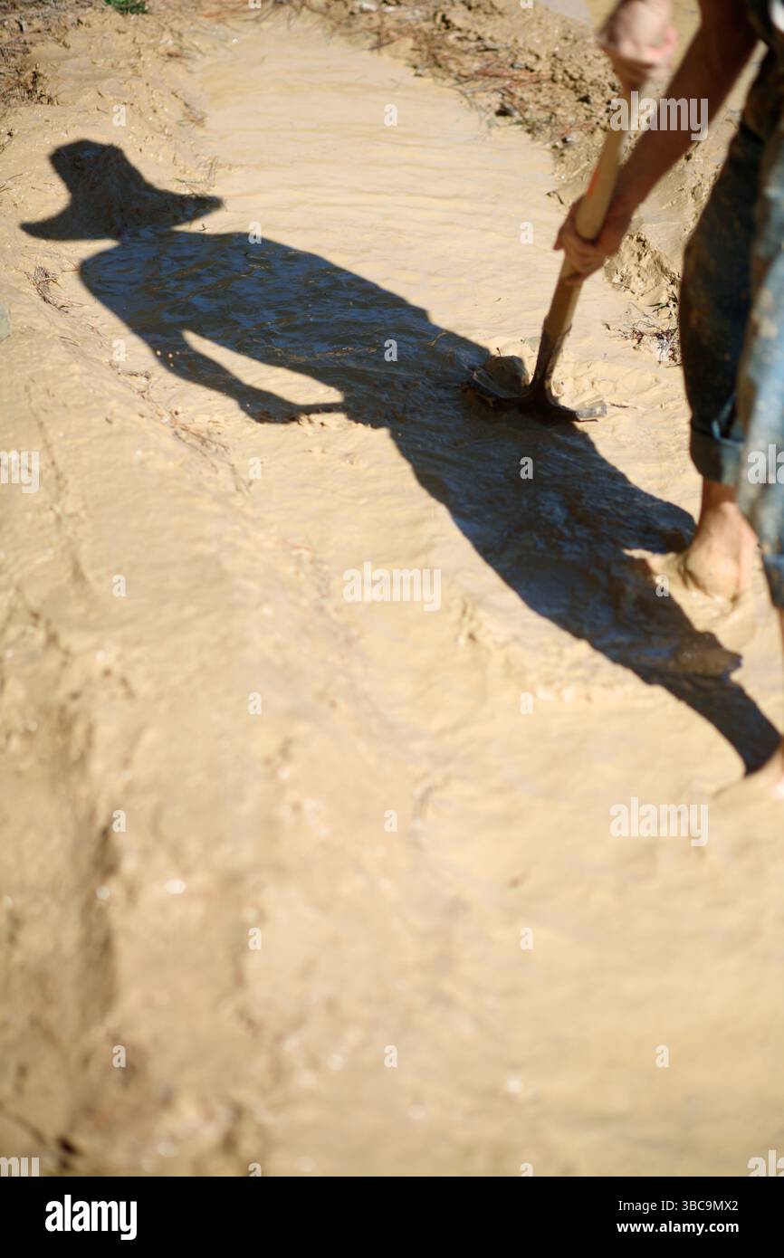 Bauern, die im Schlamm graben, um Reisfelder zu kreieren. Stockfoto
