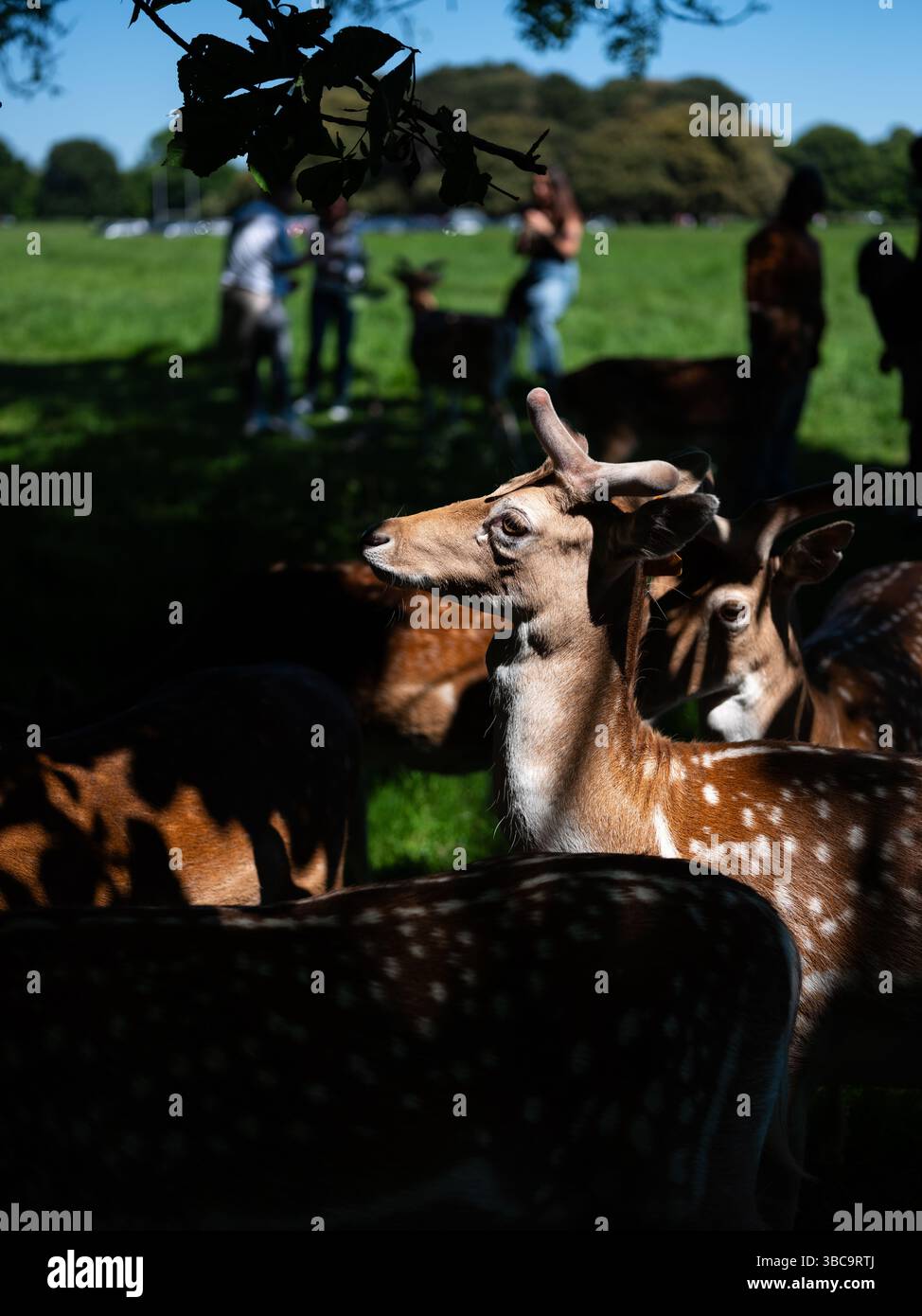 Die wilden Damhirsche, die frei im Phoenix Park in Dublin, Irland, herumlaufen. Stockfoto