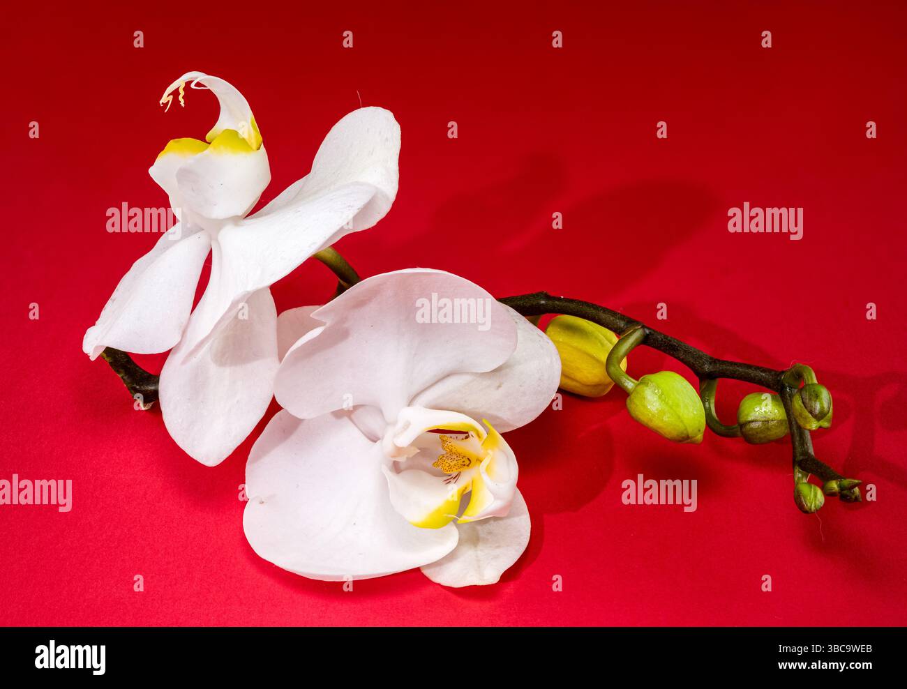 Elegante weiße Orchideen blühen auf einem Zweig auf Rot Stockfoto