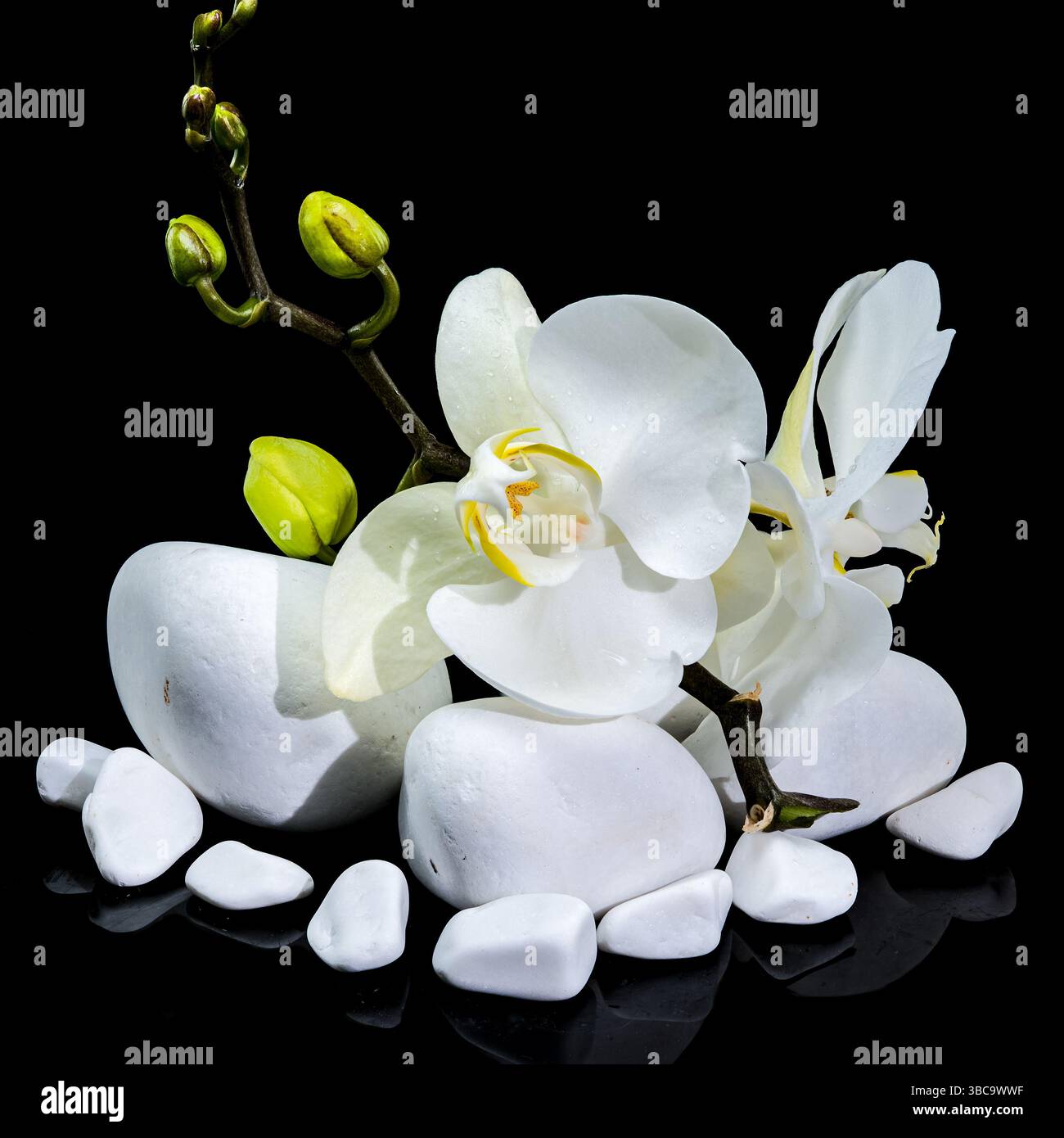 Elegante weiße Phalaenopsis Orchideenblüte auf glatten weißen Steinen Stockfoto