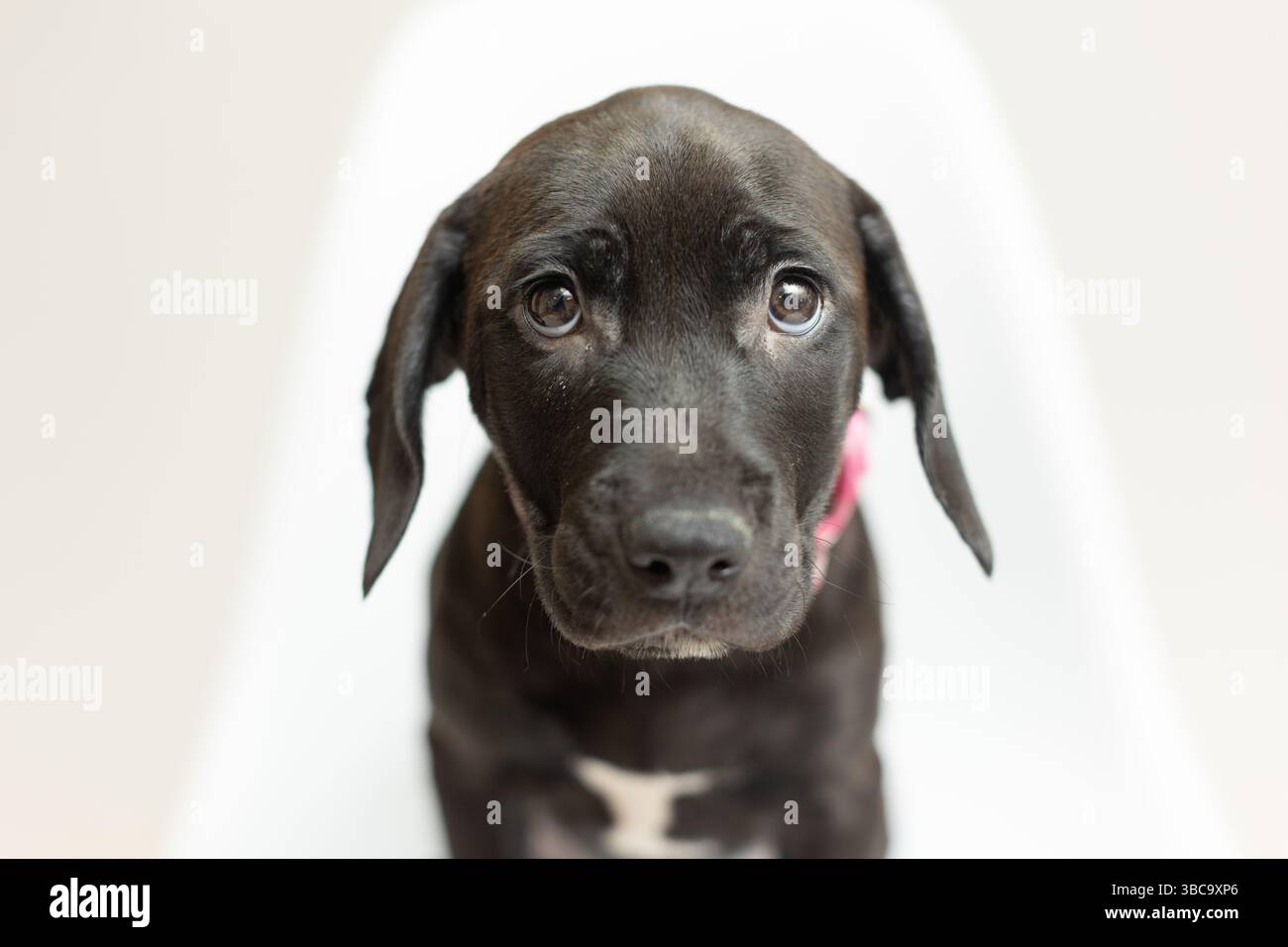 Trauriges Hündchen auf weißem Stuhl Stockfoto