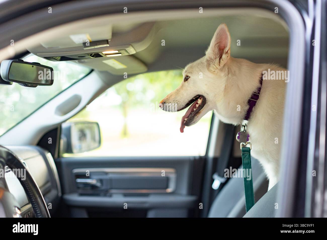 Nahaufnahme eines weißen Hundes, bereit für einen Roadtrip Stockfoto