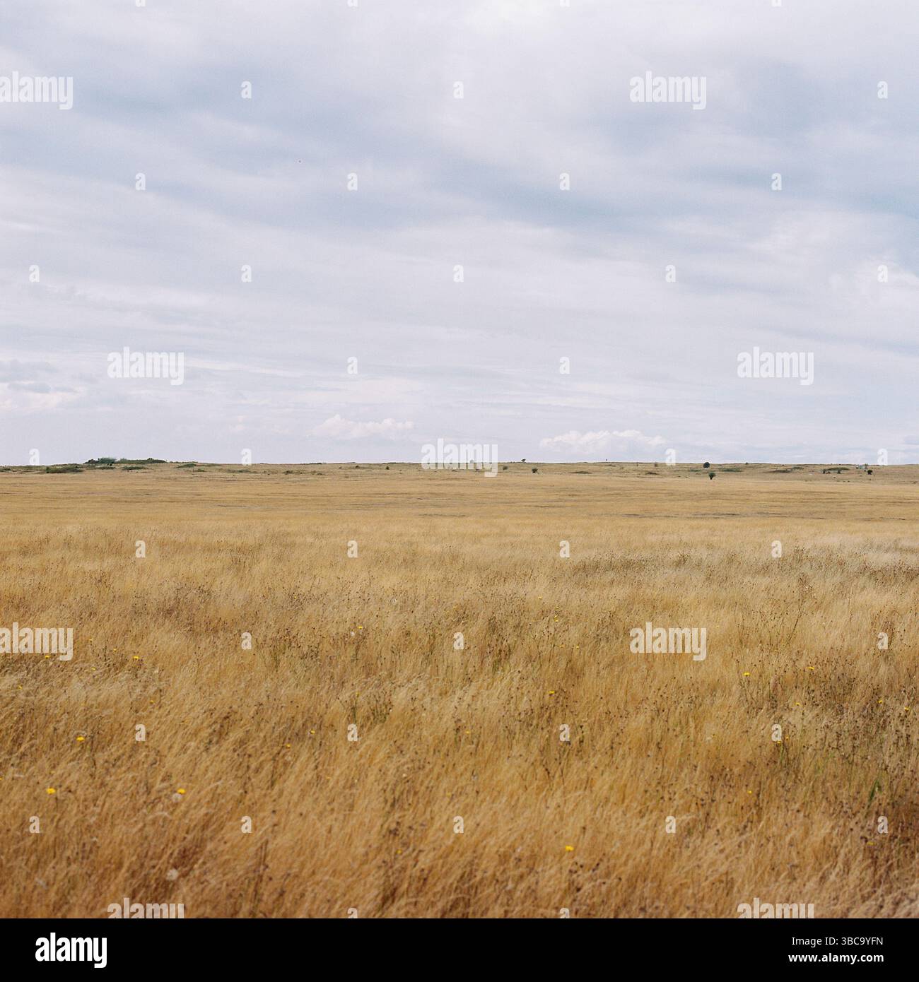 Goldenes Grasland unter bewölktem Himmel auf den San Juan Islands Stockfoto
