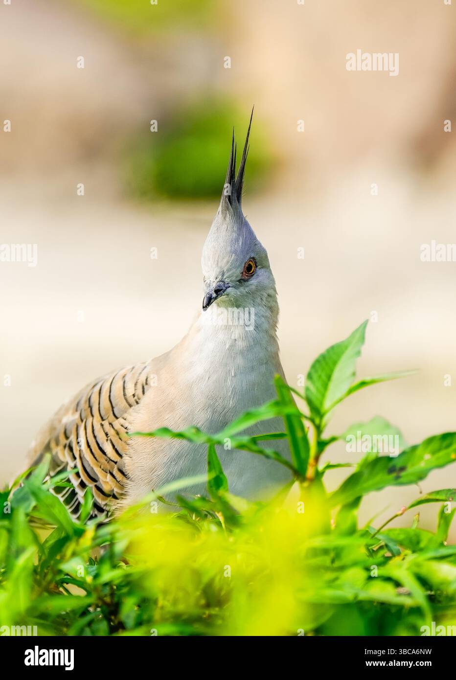 Porträt einer Haubentaube. Vogel in Nahaufnahme. Ocyphaps-Lophoten. Topknottaube Stockfoto