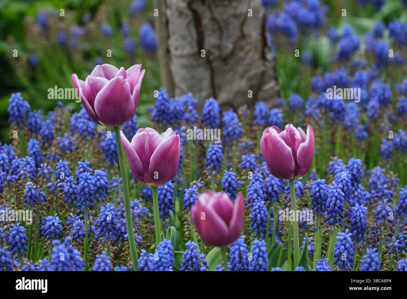 Tulpen im Garten Stockfoto
